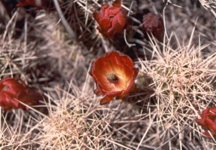 ../Images/169.Grand Canyon.jpg